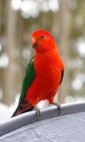 Masteran Suara Burung Lovebird Ekran Görüntüsü 1