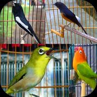Master Kicau Burung Terlengkap screenshot 1