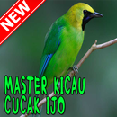 Master Kicau Cucak Ijo MP3 APK