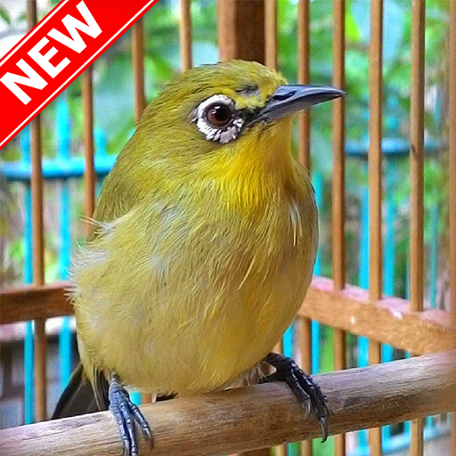 Master Kicau Pleci MP3