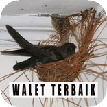 Suara memikat Burung Walet