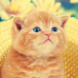 Kitten and Cat Jigsaw Puzzles!