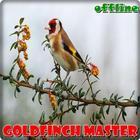 Goldfinch Master Offline icône