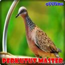 Perkutut Master Offline APK