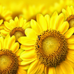 Sunflowers HD  Free  Wallpaper