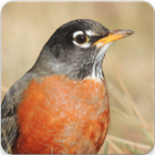 Robin Bird Sounds : Robin Bird Singing Zeichen