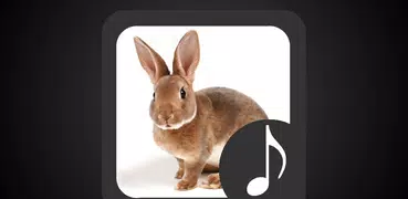 Rabbit Sounds