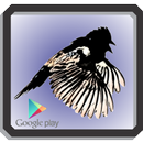 Tiziu APK