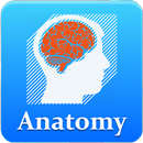 Anatomy Mnemonics  Offline (Free) APK