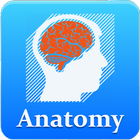 Anatomy Mnemonics icône