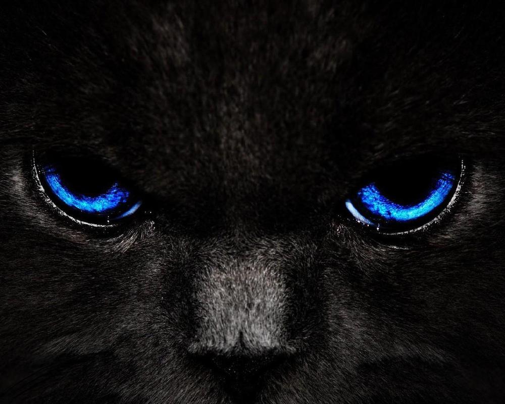 Blue Cat Wallpaper For Android Apk Download