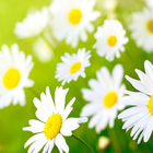 Daisy Wallpapers biểu tượng