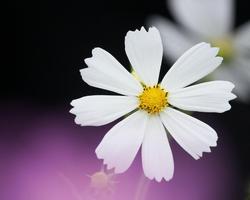 Daisy Wallpapers ภาพหน้าจอ 3