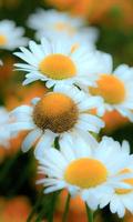 Daisy Wallpapers اسکرین شاٹ 1