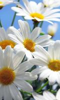 برنامه‌نما Daisy Wallpapers عکس از صفحه