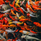 Fish New HD Wallpapers icono