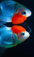 Fish New HD Wallpapers captura de pantalla 2