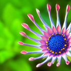 Flower New HD Wallpapers icon