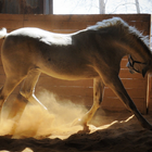 Cheval Fonds d'écran HD icône