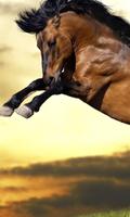 Horse Wallpapers HD syot layar 1