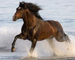 Horse Wallpapers HD syot layar 3