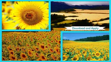 برنامه‌نما Sunflower Wallpaper عکس از صفحه