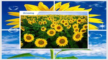 Sunflower Wallpaper ภาพหน้าจอ 3