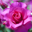 APK Carta Da Parati Fiore Rosa