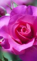 rose flower wallpaper 포스터