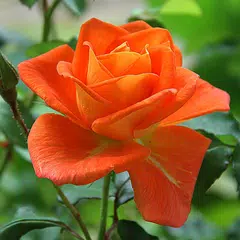 Rosa lwp