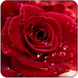 Rosetapete HD Sperrbildschirm 2018 Zeichen