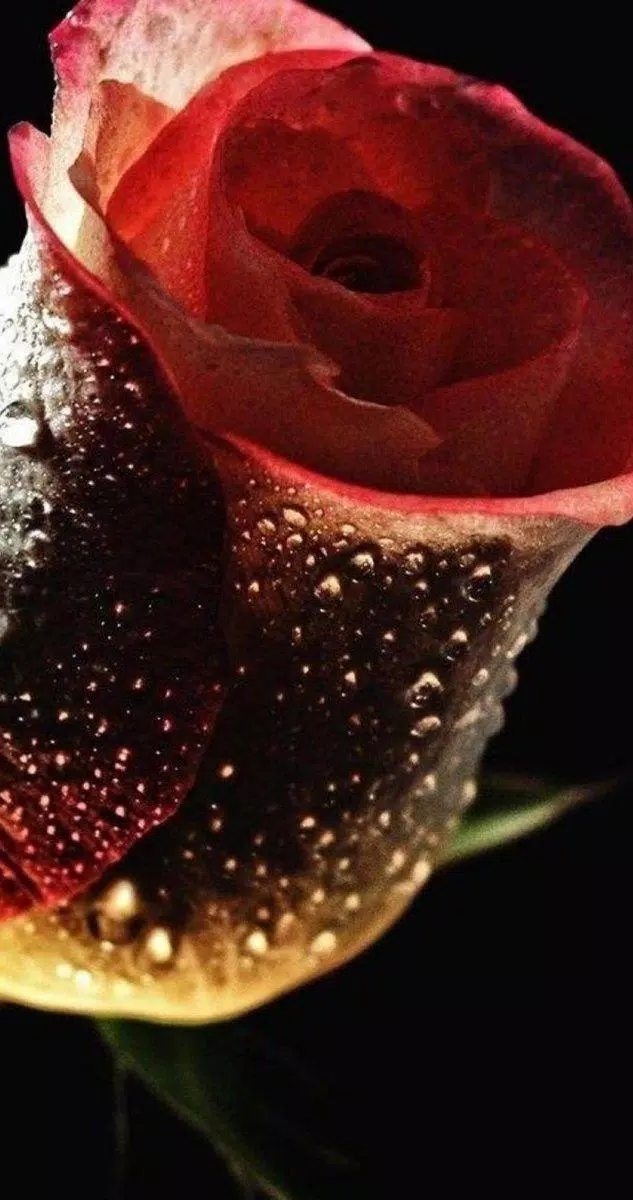Rose Wallpaper Hd Lock Screen 18 Apk For Android Download