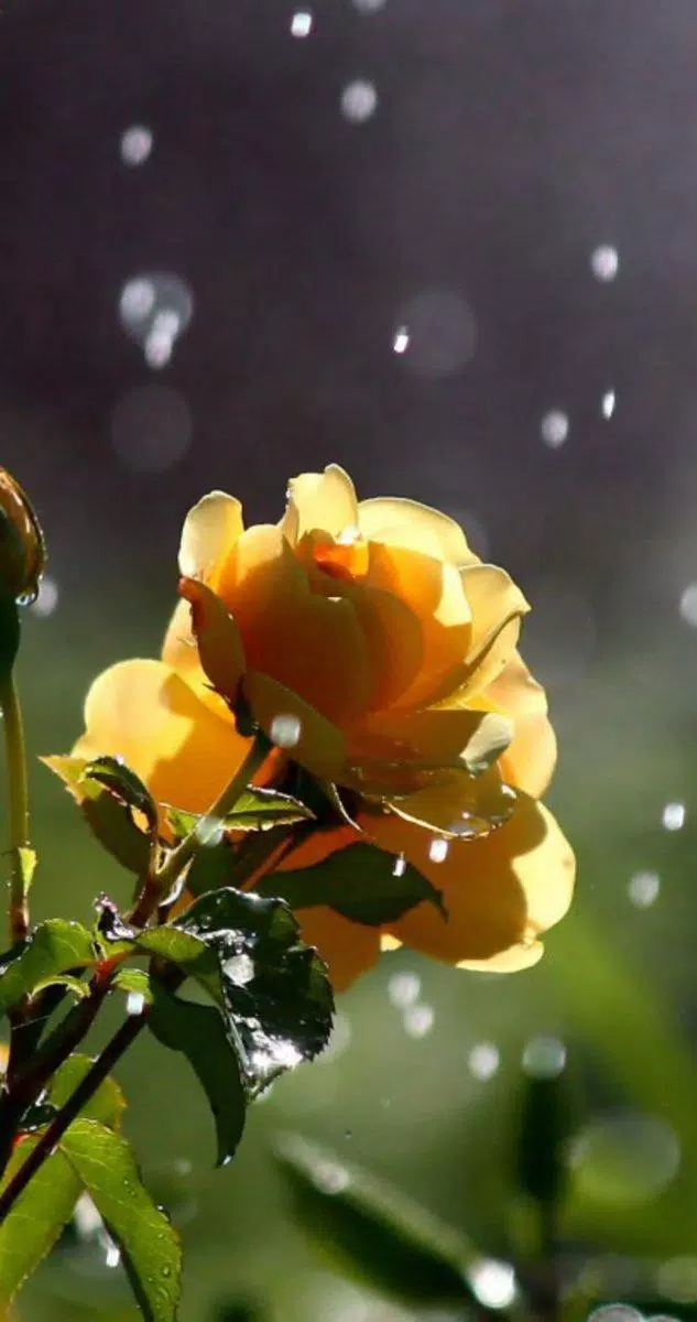 Rose Wallpaper Hd Lock Screen 18 Apk For Android Download