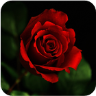 آیکون‌ Rose Wallpapers