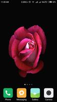 Rose Wallpapers پوسٹر