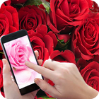 Roses Wallpapers hd 2017 أيقونة