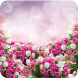 Rose Wallpapers ไอคอน