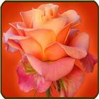 Rose Wallpaper icon