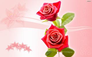 Rose Wallpaper poster