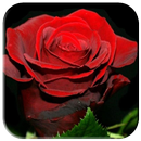 roses fond d'écran APK