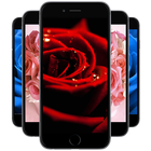 Rose Wallpapers 图标