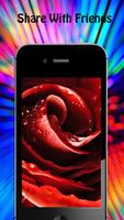 Rose Wallpapers Affiche