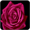 Rose Wallpapers HD