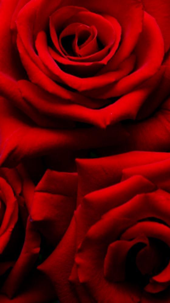 Rose Wallpapers HD APK pour Android Télécharger Rose Wallpapers HD APK pour Android Télécharger