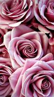 Rose Wallpapers HD Affiche