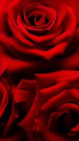 Rose Wallpapers HD capture d'écran 1
