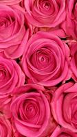 Rose Wallpapers HD capture d'écran 3