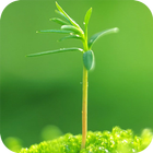 Spring Green Live Wallpaper icon