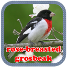 rose-breasted grosbeak icône