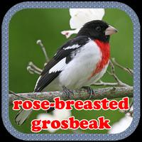 rose-breasted grosbeak Affiche